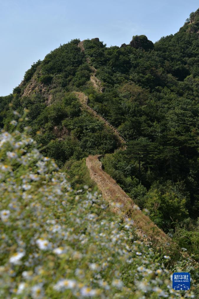 鲨鱼分析软件